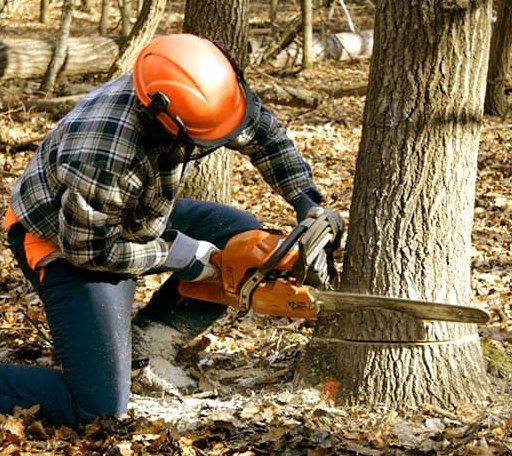 Tree Removal in Parsons, TN